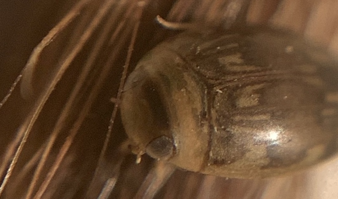 Laccophilus minutus - néma bukóbogár Laccophilus minutus - néma bukóbogár
