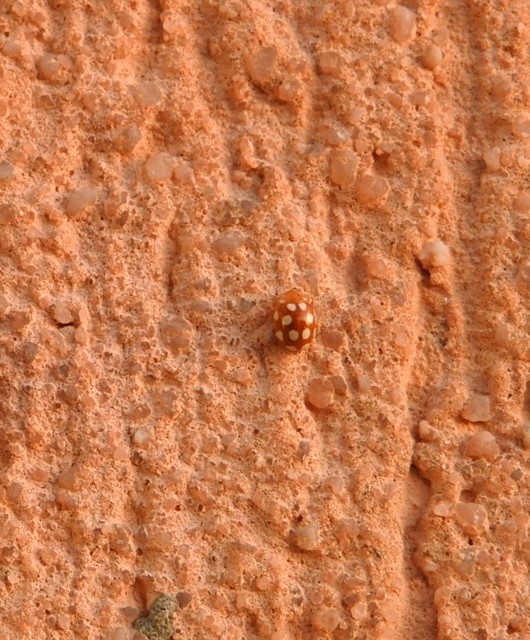 Vibidia duodecimguttata - tizenkétcseppes füsskata