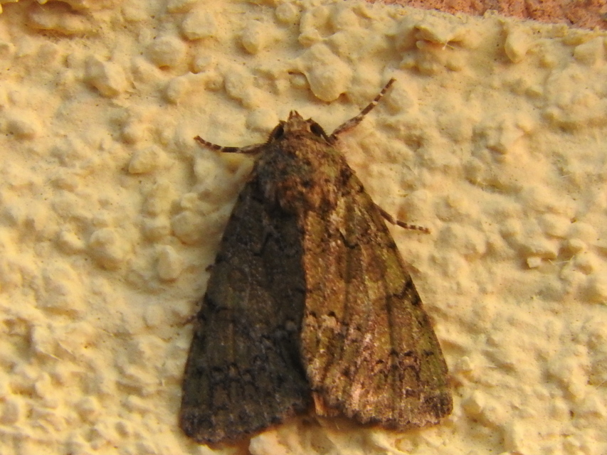 Polyphaenis sericata - selyemfényű erdeibagoly