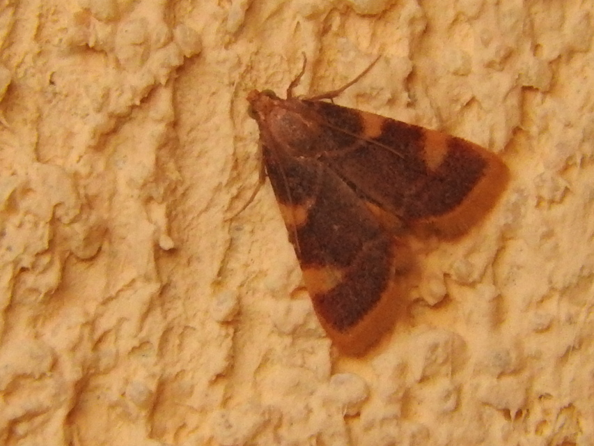 Hypsopygia costalis - szénailonca