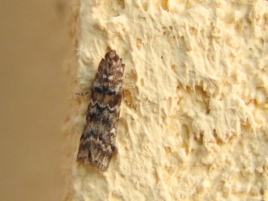 Dioryctria