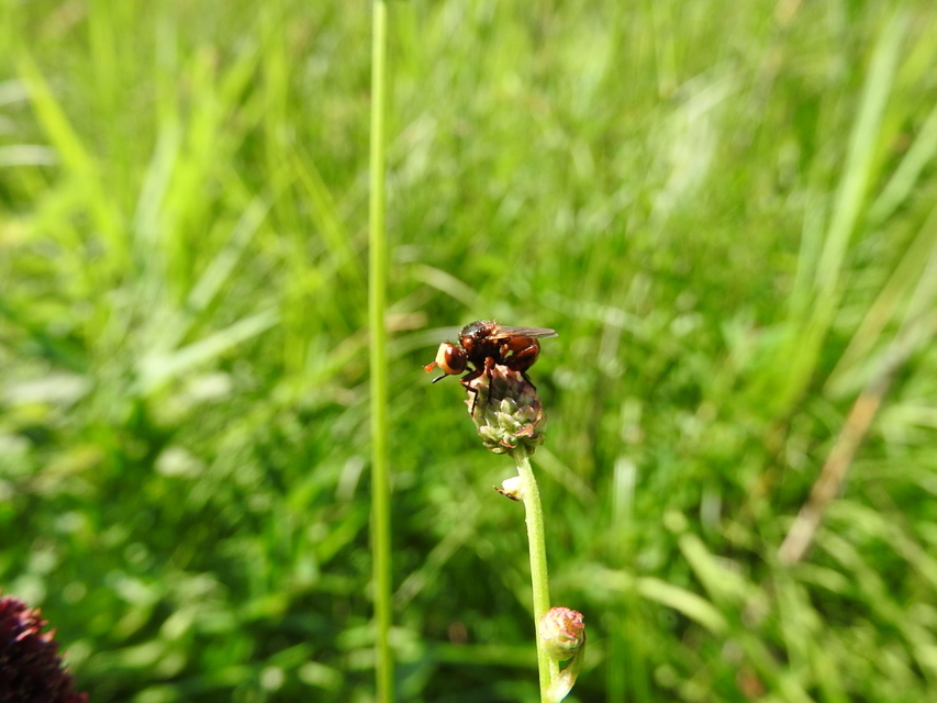 Conopidae - fejeslegyek