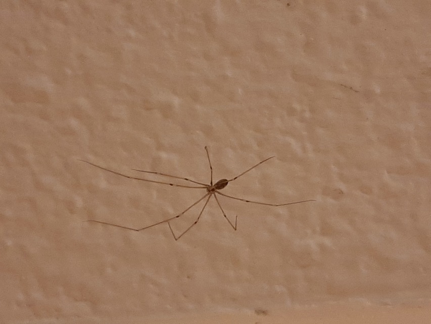 Pholcus phalangioides - nagy álkaszáspók