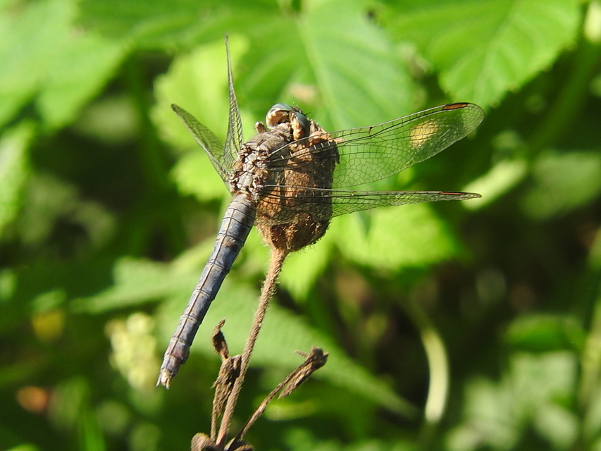 Orthetrum coerulescens - karcsú pásztorszitakötő