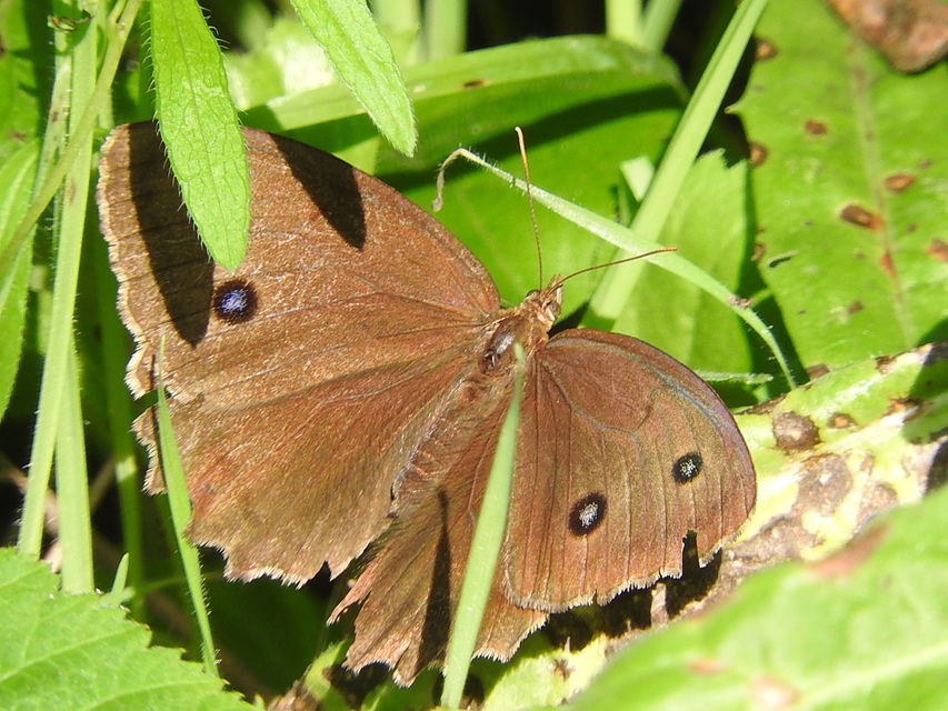 Minois dryas - fekete szemeslepke