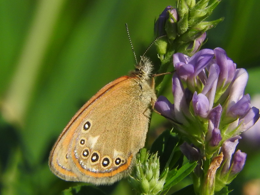 Coenonympha glycerion - közönséges szénalepke