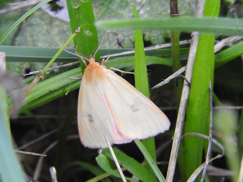 Diacrisia sannio - vörösszélű medvelepke
