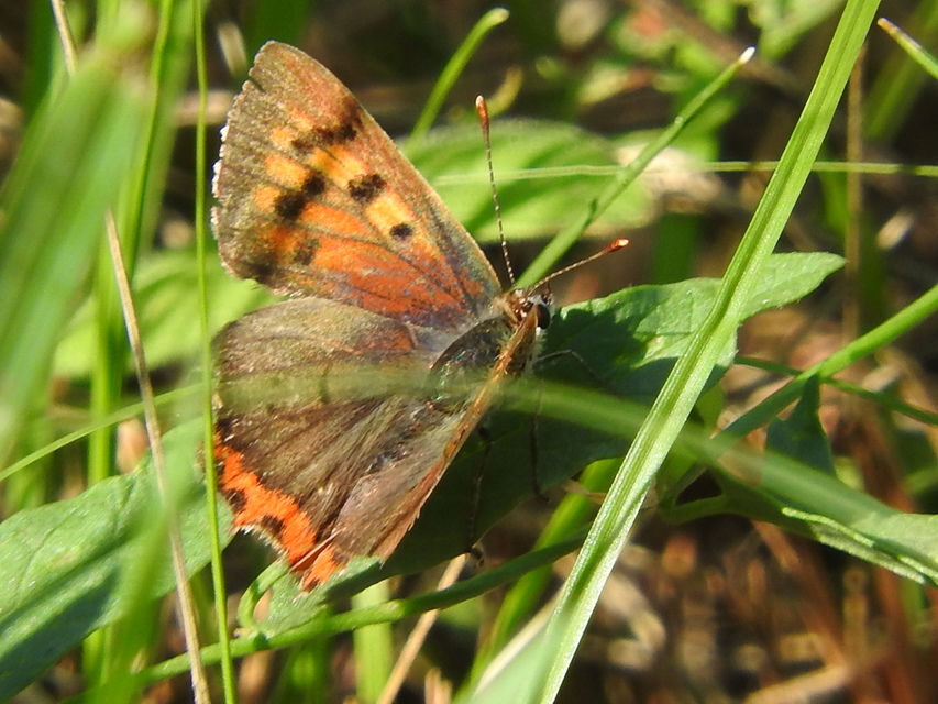 Lycaena phlaeas - közönséges tűzlepke