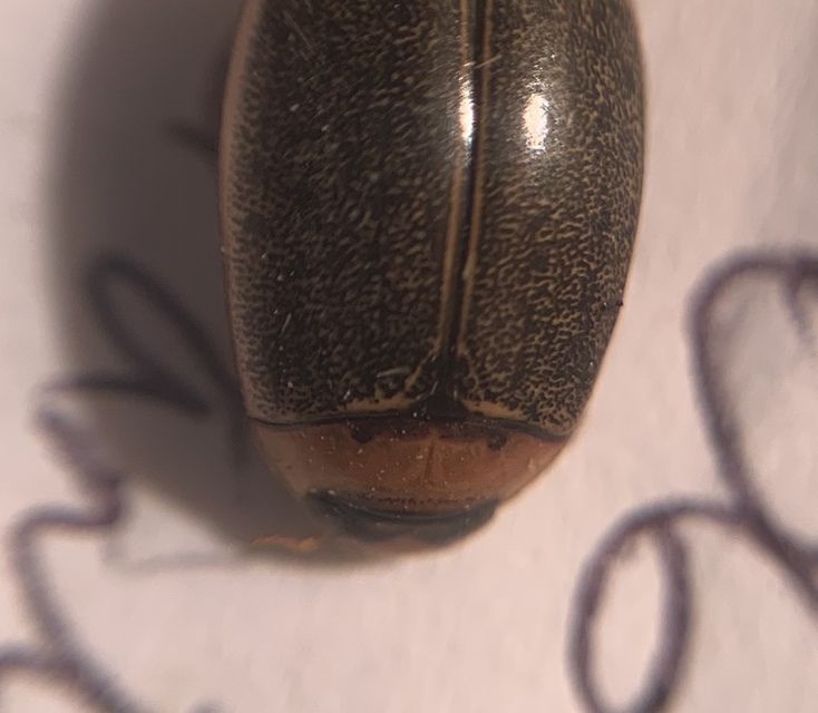 Rhantus bistriatus - sávosnyakú particsíkbogár