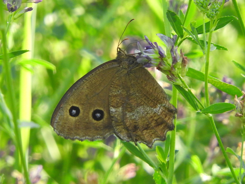 Minois dryas - fekete szemeslepke
