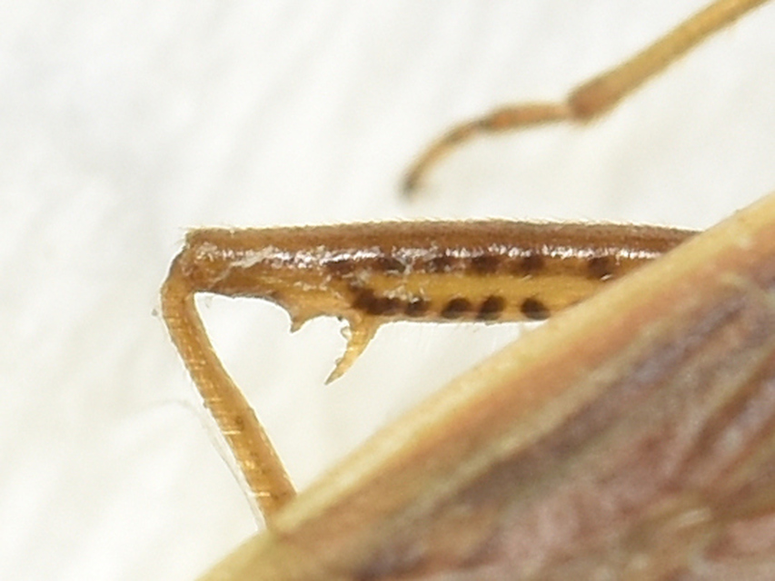 Stenodema calcarata - sarkantyús mezeipoloska
