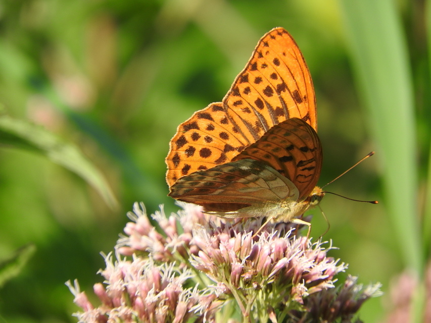 Argynnis paphia - nagy gyöngyházlepke