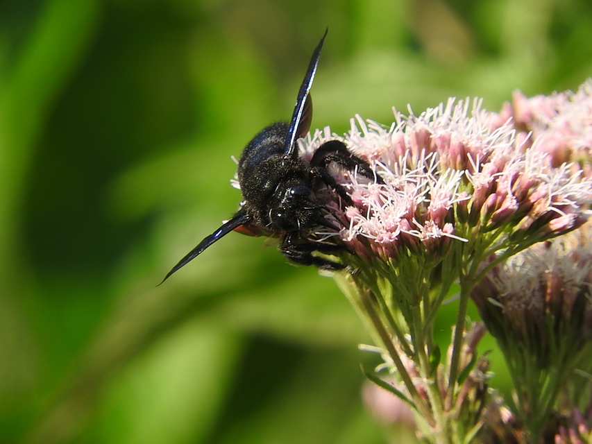 Xylocopa violacea - kék fadongó