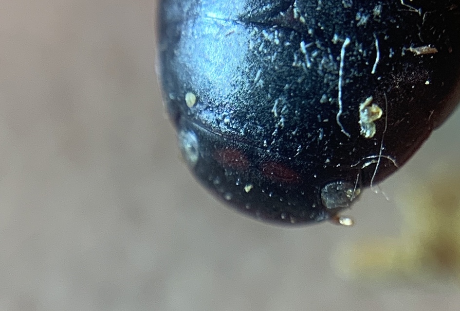 Ilybius quadriguttatus - gyakori orsócsíkbogár