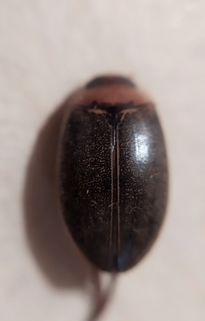 Rhantus bistriatus - sávosnyakú particsíkbogár