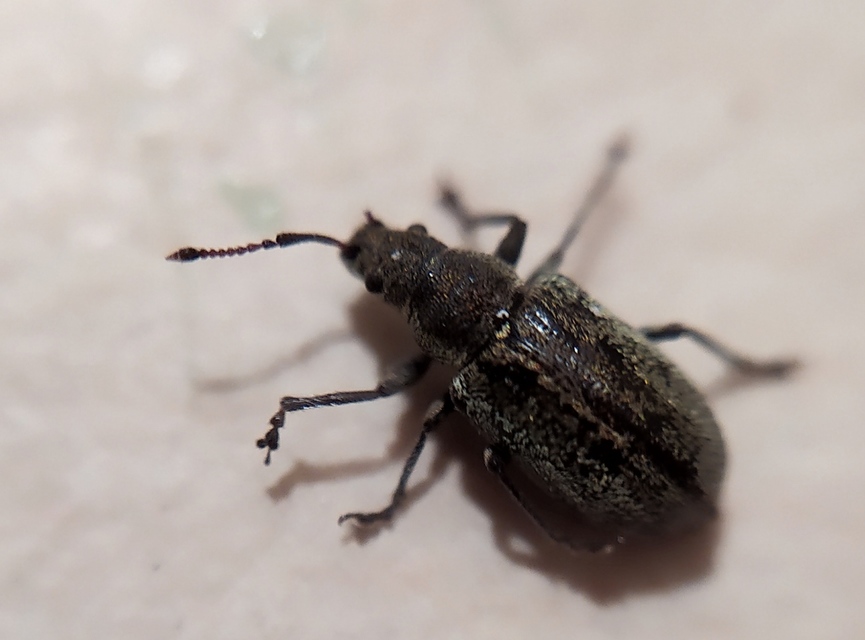 Phyllobius pyri - gyümölcsfa-levélormányos