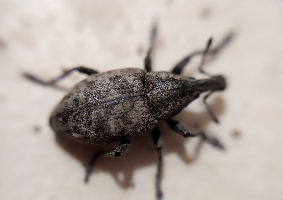 Lepyrus capucinus - pettyes fűzormányos