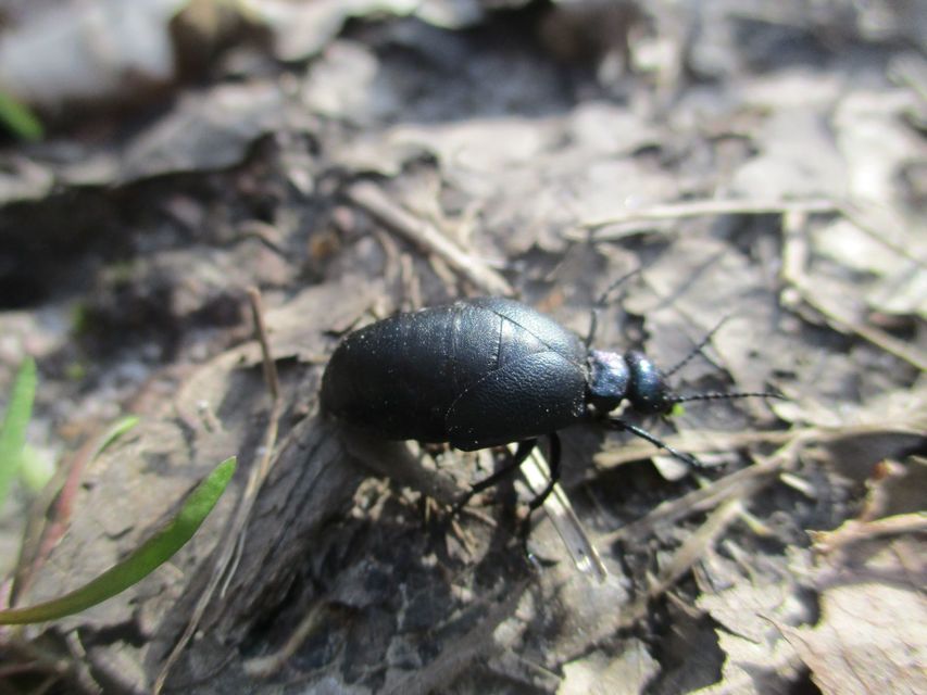 Meloe decorus - csinos nünüke