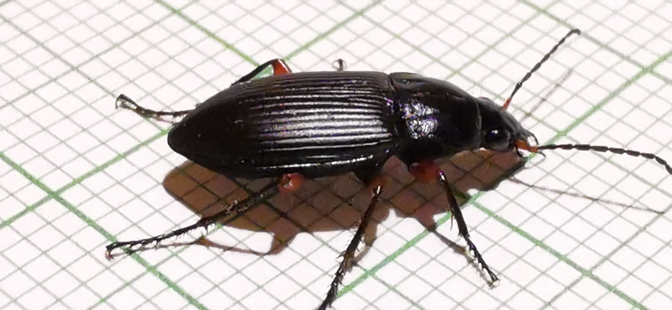 Poecilus cupreus - rezes gyászfutó