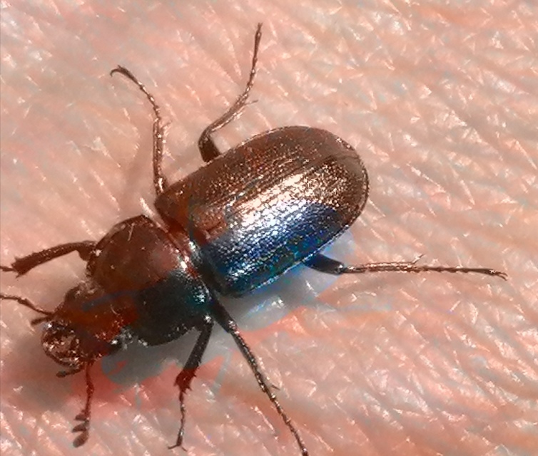 Platycerus caraboides - kis fémesszarvasbogár