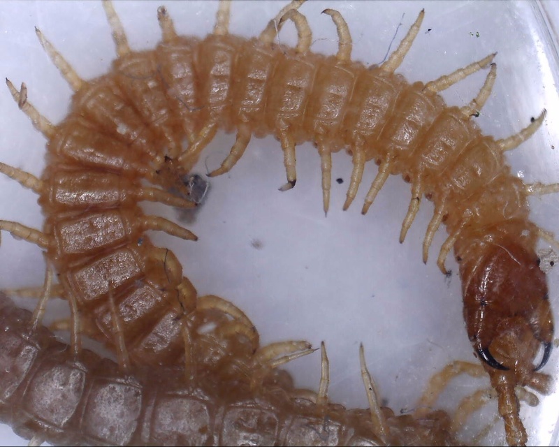 Diplopoda - Ikerszelvényesek