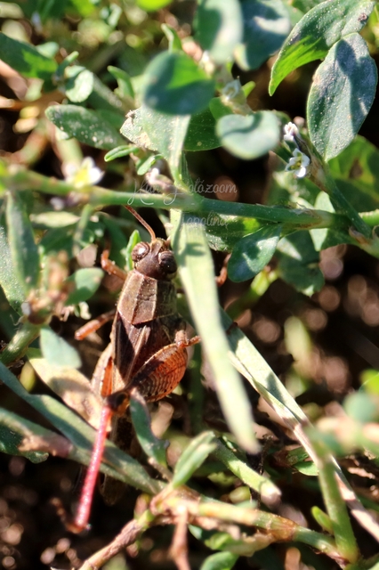 Calliptamus italicus - olaszsáska