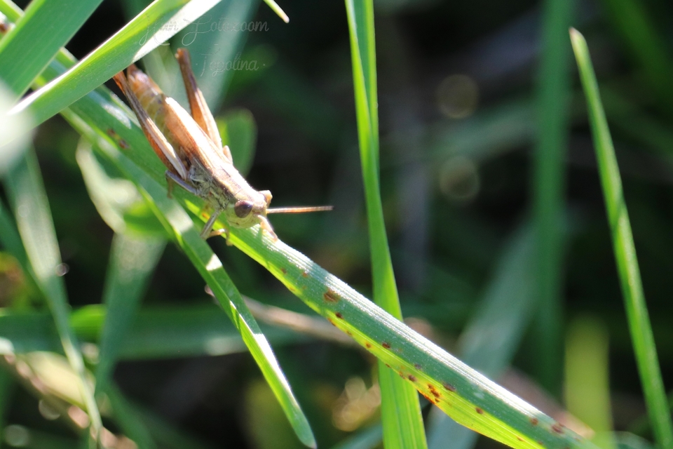 Euchorthippus declivus - rövidszárnyú rétisáska