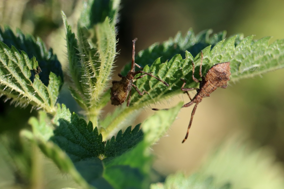 Coreus marginatus - közönséges karimáspoloska