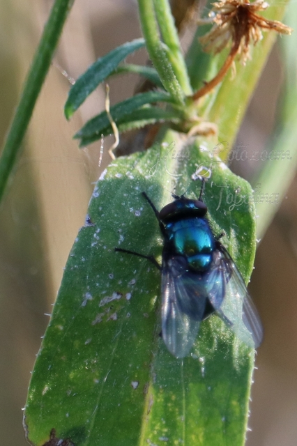 Muscidae - igazi legyek