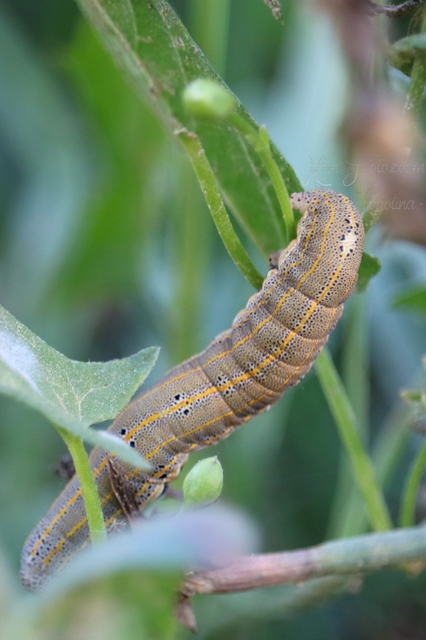 Anophia leucomelas - déli folyófűbagoly