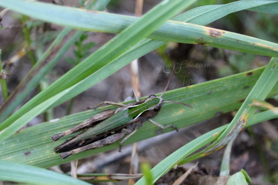 Omocestus rufipes - vöröshasú tarlósáska