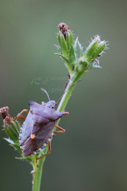 Pentatoma rufipes - vöröslábú címerespoloska Pentatoma rufipes - vöröslábú címerespoloska