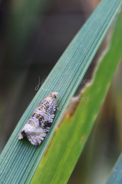 Celypha