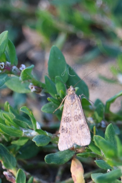 Nomophila noctuella - közönséges vándormoly