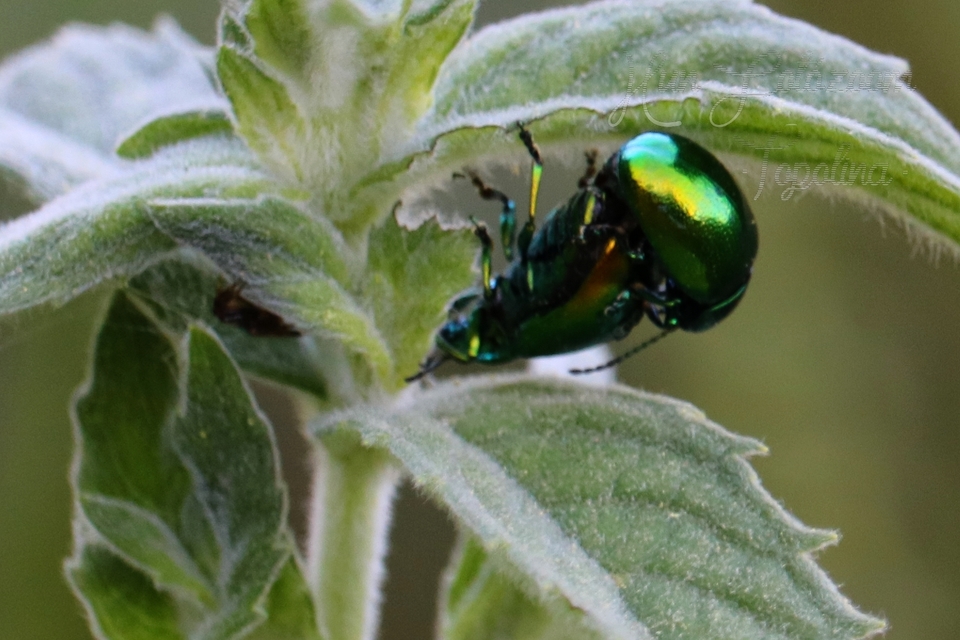Chrysolina herbacea - zöld mentalevelész