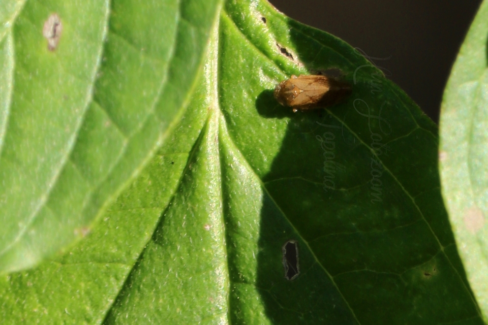 Aphrophoridae