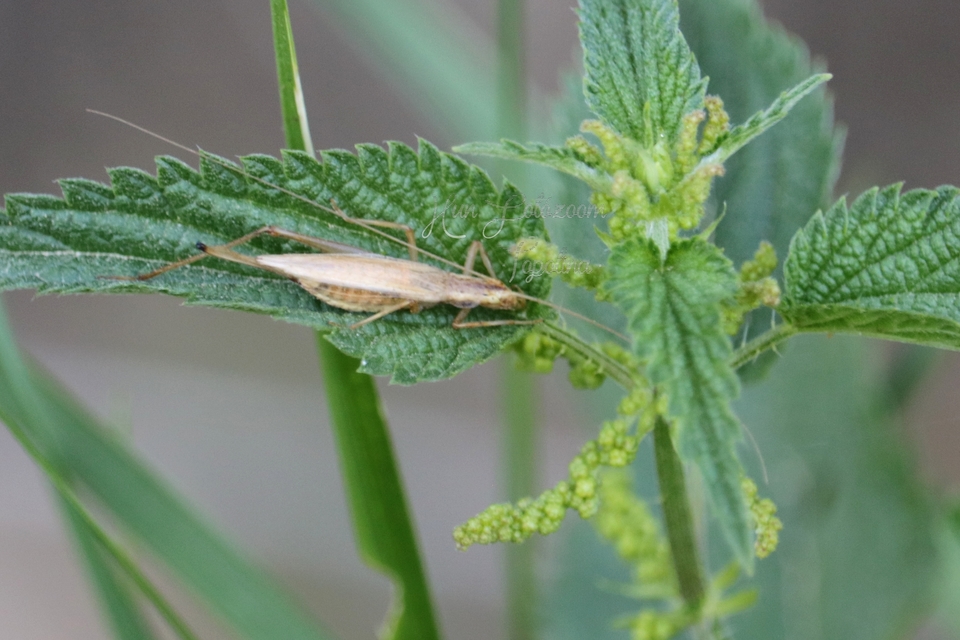 Oecanthus pellucens - pirregőtücsök