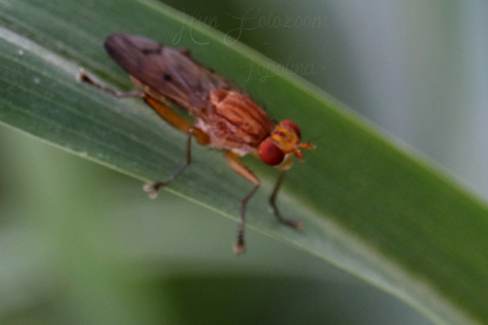 Sciomyzidae - szarvaslégyfélék