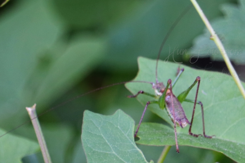Leptophyes albovittata - közönséges virágszöcske