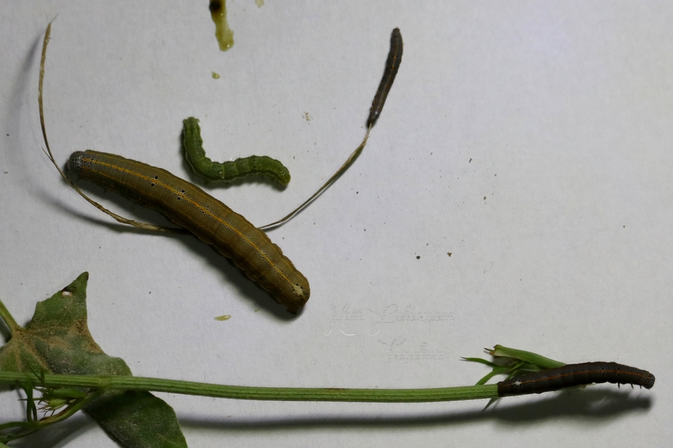 Anophia leucomelas - déli folyófűbagoly