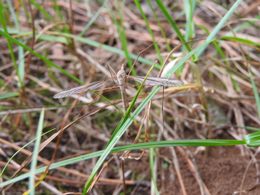 Tipula