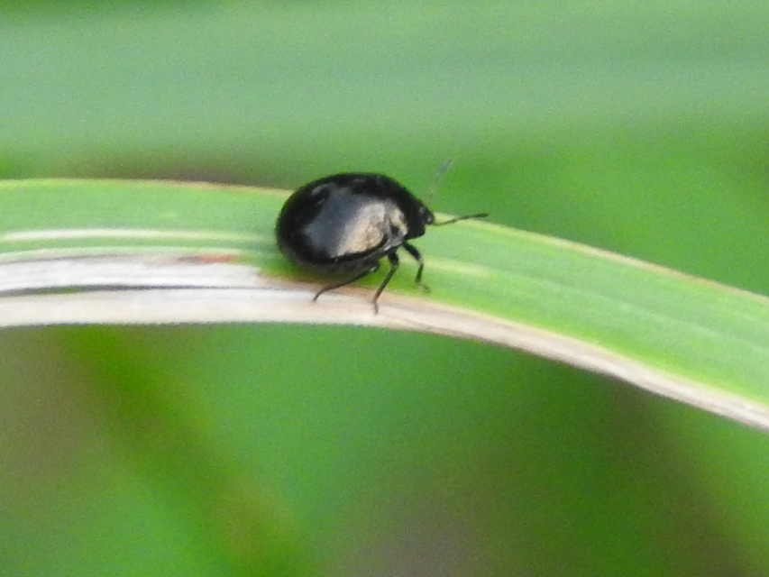 Coptosoma Coptosoma