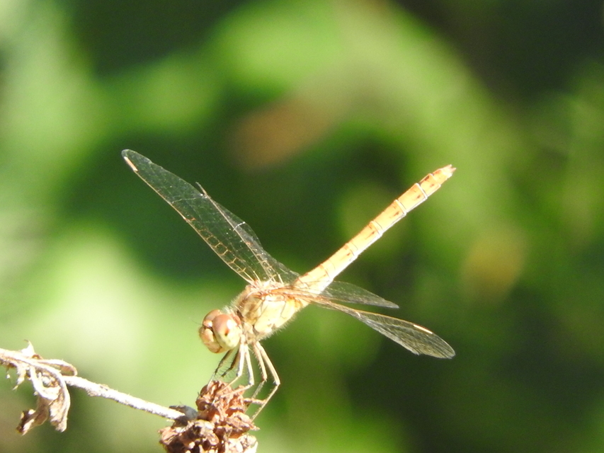 Sympetrum meridionale - fakó katona-szitakötő