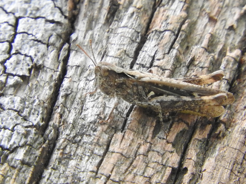 Chorthippus (Glyptobothrus) (subgenus)