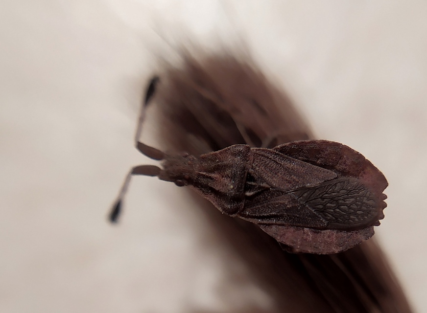 Spathocera