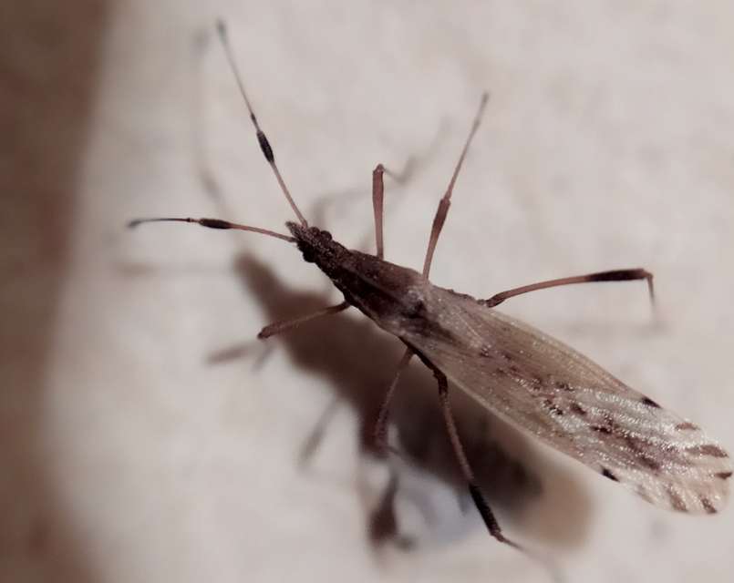 Berytinus