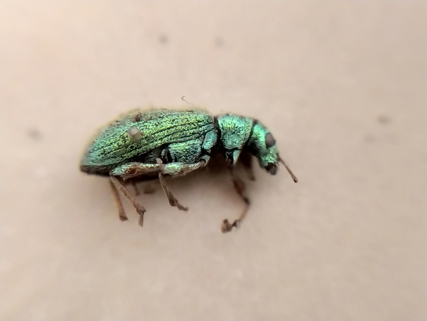 Phyllobius argentatus - ezüstös levélormányos