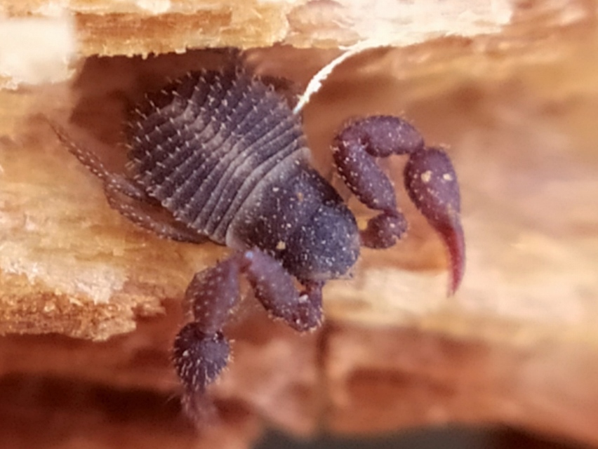 Pseudoscorpionida - Álskorpiók