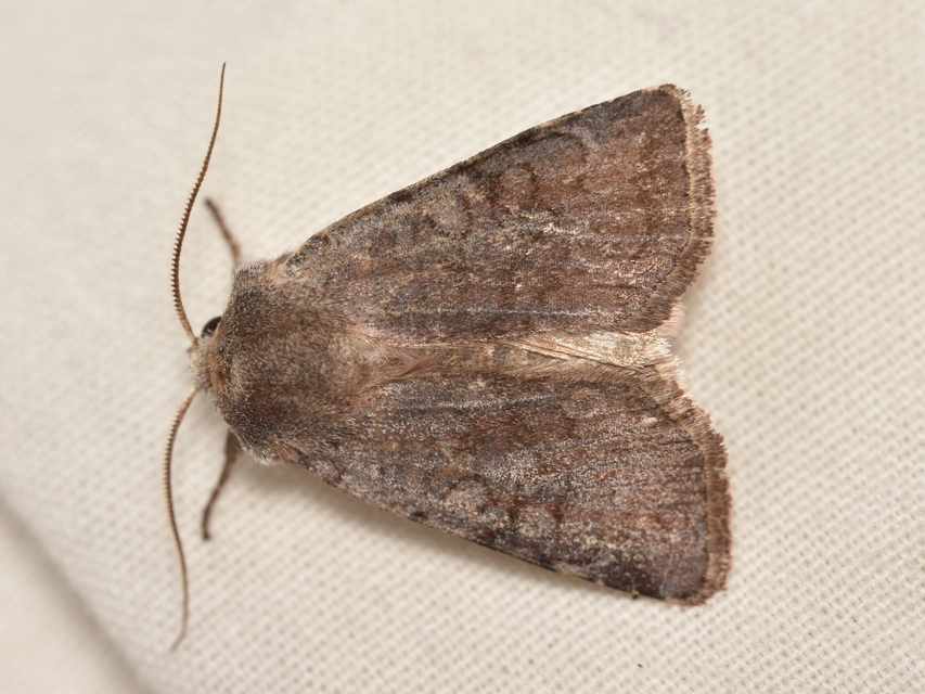 Cerastis rubricosa - vörhenyes tavaszibagoly