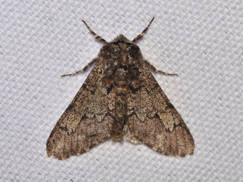 Biston strataria - barnapettyes araszoló
